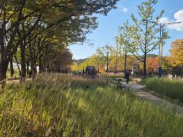 인천시, 가을의 끝자락 인천대공원에서 즐기는 마지막 코스모스 기사 이미지