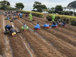 거제시, 수선화 3만구 추가 식재로 공곶이에 자연의 아름다움 더해 기사 이미지