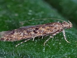 정읍시, 토마토뿔나방 방제 약제 지원...2월 13일까지 신청 기사 이미지