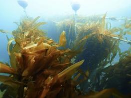 삼척시, 장호2리 연안 유용해조류 자원회복 사업 추진 기사 이미지