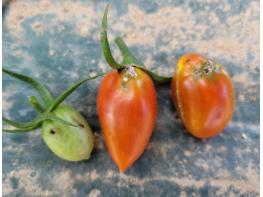 정읍시, 토마토뿔나방 사전방제 교육 실시, 약제 공급...농가 초기방제 당부 기사 이미지