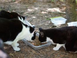 김해시, 길고양이 중성화(TNR) 사업 본격 추진 기사 이미지
