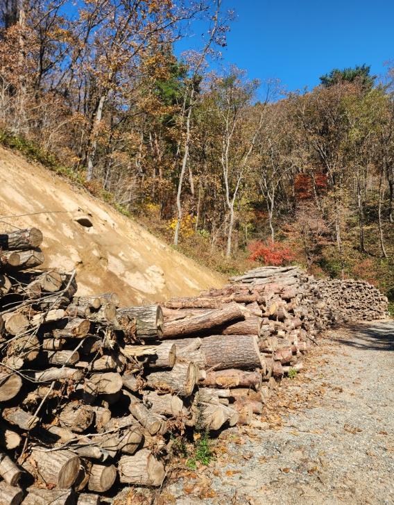 횡성군, 군유림 숲가꾸기 산물 매각…세외수입 4,620만 원 확보