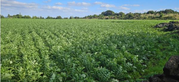제주도 농기원, 종자 신청량으로 월동채소 생산량 미리 예측한다